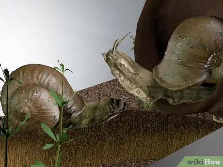 Image intitulée Care for Snails Step 6