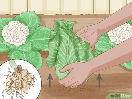 Image intitulée Grow Cauliflower Step 14