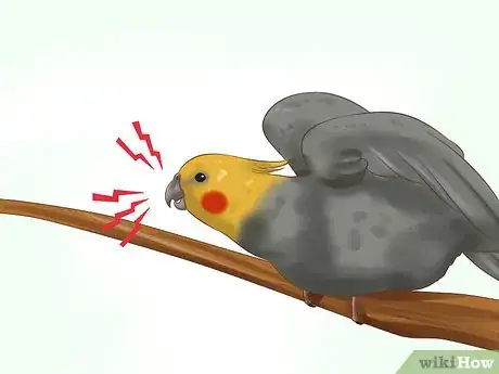 Image intitulée Tell if a Cockatiel Is Male or Female Step 9
