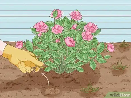 Image intitulée Save a Dying Rose Bush Step 3