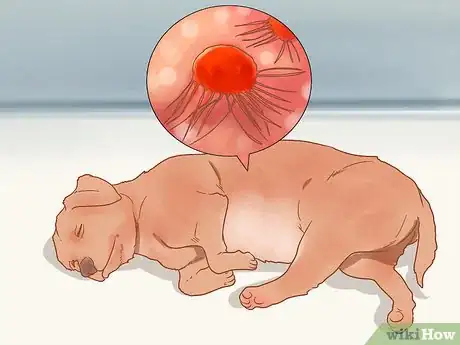 Image intitulée Care for a Dog After It Has Just Vomited Step 9