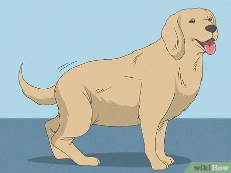 Image intitulée Know When Your Dog is Sick Step 11