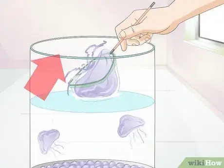 Image intitulée Start a Jellyfish Tank Step 17