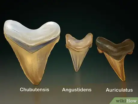 Image intitulée Identify Shark Teeth Step 11