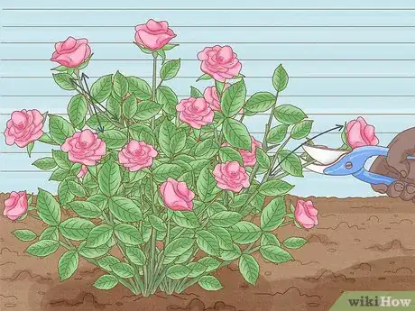 Image intitulée Save a Dying Rose Bush Step 9