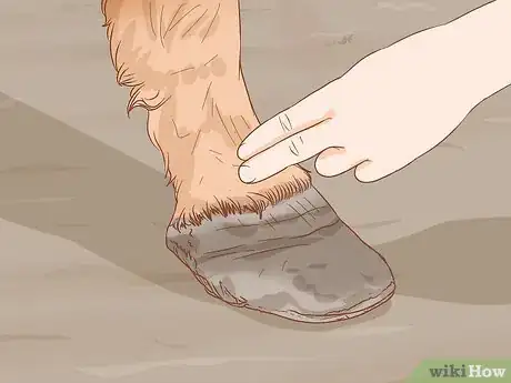 Image intitulée Identify a Hoof Abscess in Horses Step 4