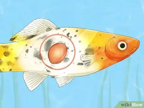 Image intitulée Treat Fungal Infections in Fish Step 9