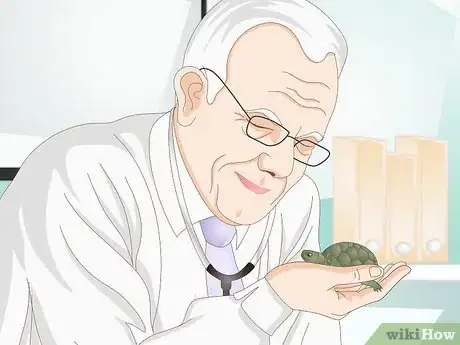 Image intitulée Feed Your Turtle if It is Refusing to Eat Step 10