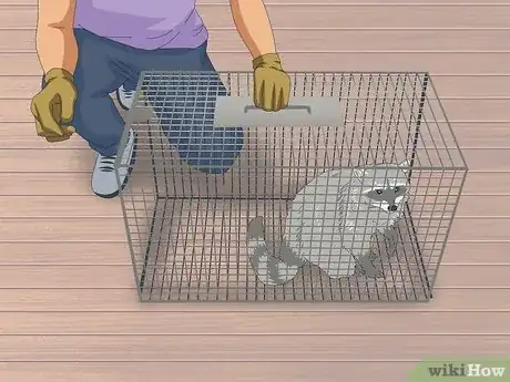 Image intitulée Trap Raccoons Step 9
