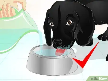 Image intitulée Firm Up Your Dog's Stool Step 11