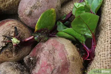 Image intitulée Store Raw Beets Step 1