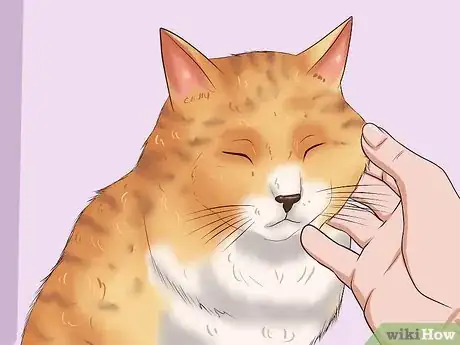 Image intitulée Clean Your Cat When He Can't Do It Himself Step 15