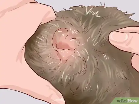 Image intitulée Care for a Toy Poodle Step 11