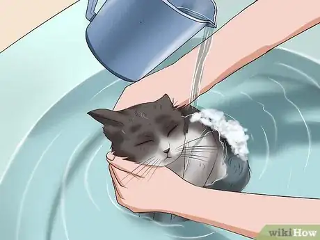 Image intitulée Clean Your Cat When He Can't Do It Himself Step 30