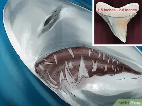 Image intitulée Identify Shark Teeth Step 5