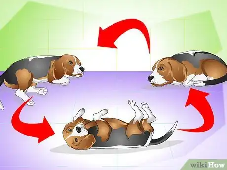 Image intitulée Cure a Dog's Stomach Ache Step 9