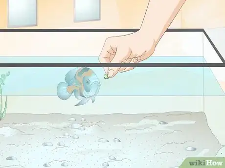 Image intitulée Train Your Fish to Do Tricks Step 13