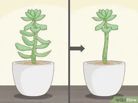 Image intitulée Propagate Succulents from Leaves Step 1