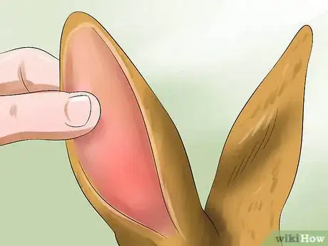 Image intitulée Treat Heat Stroke in Rabbits Step 10