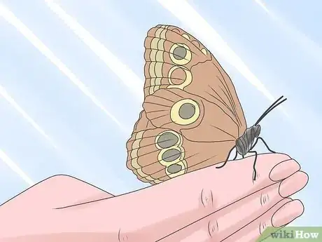 Image intitulée Care for a Caterpillar Step 17