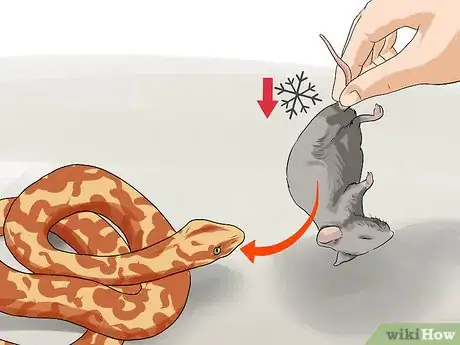 Image intitulée Feed a Snake Step 6