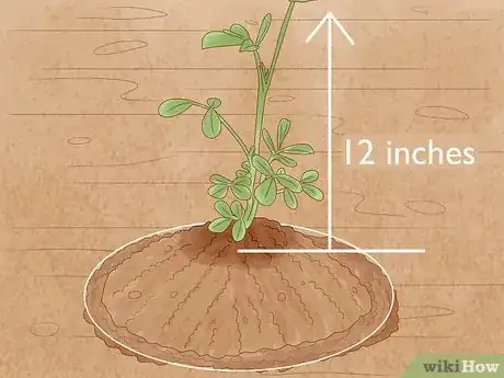 Image intitulée Grow Peanuts Step 12