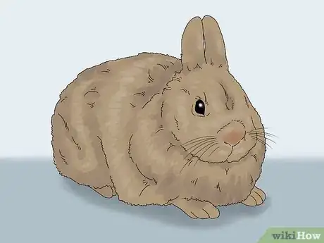 Image intitulée Determine the Sex of a Rabbit Step 2