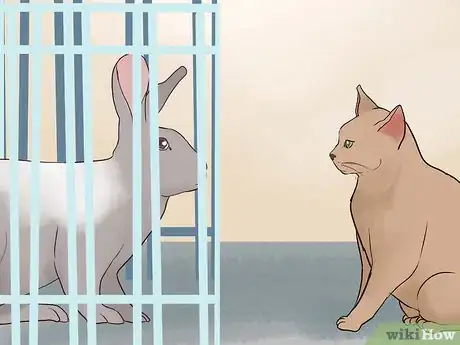 Image intitulée Keep a Rabbit and a Cat Step 10