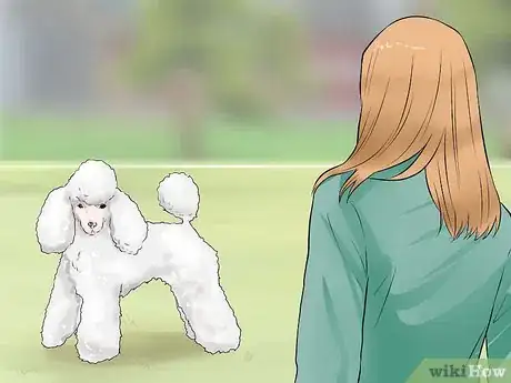 Image intitulée Care for a Toy Poodle Step 24