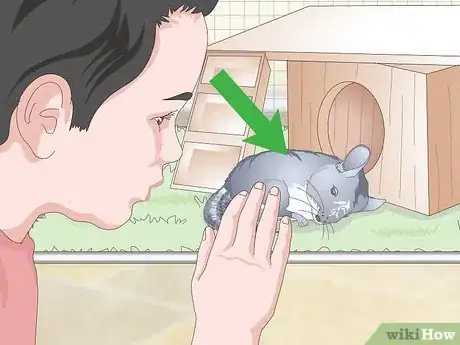Image intitulée Care for Chinchillas Step 21
