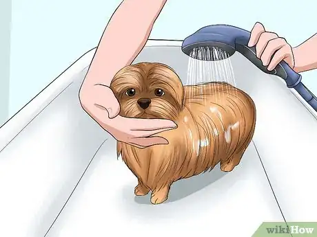 Image intitulée Bathe a Shih Tzu Puppy Step 7