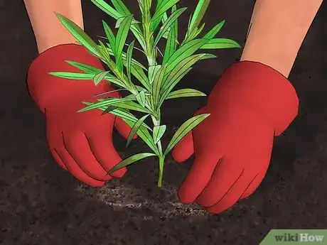 Image intitulée Grow Oleander Step 10
