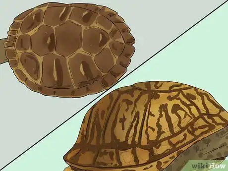 Image intitulée Tell the Difference Between a Tortoise, Terrapin and Turtle Step 6
