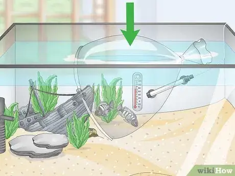 Image intitulée Set up a Tropical Freshwater Aquarium Step 17