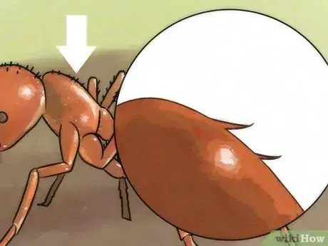 Image intitulée Identify Ants Step 8