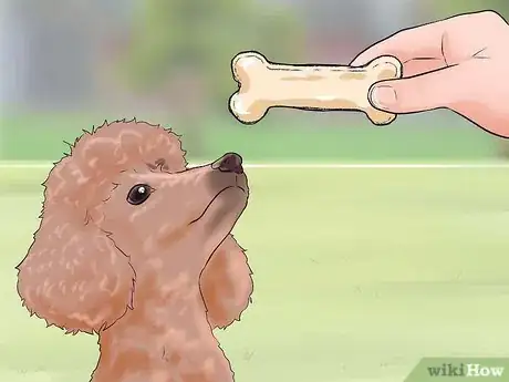Image intitulée Care for a Toy Poodle Step 25