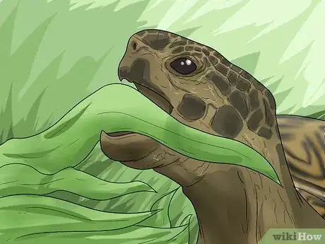 Image intitulée Tell the Difference Between a Tortoise, Terrapin and Turtle Step 9