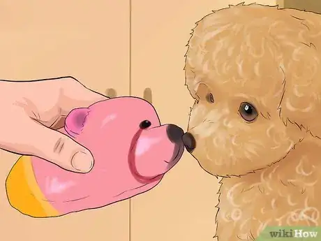 Image intitulée Care for a Toy Poodle Step 27