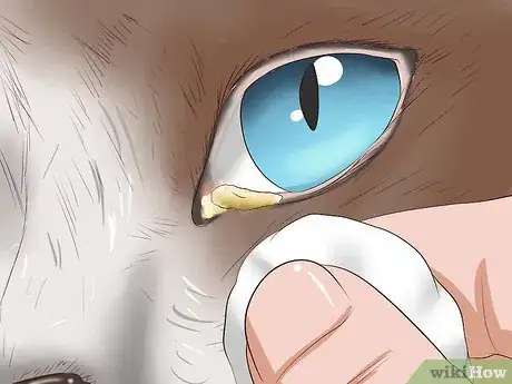 Image intitulée Clean Your Cat When He Can't Do It Himself Step 12