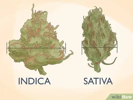 Image intitulée Tell the Difference Between Indica and Sativa Step 2