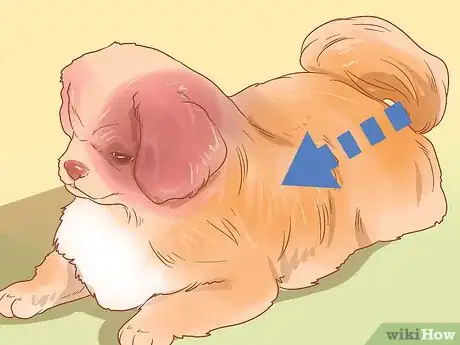 Image intitulée Determine Your Dog's Breed Step 11
