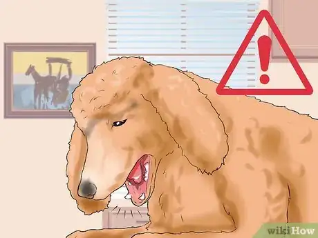 Image intitulée Care for a Toy Poodle Step 22