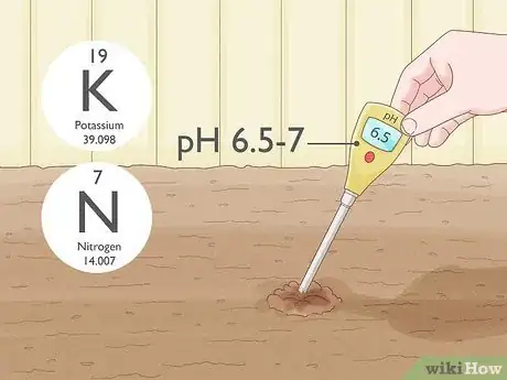 Image intitulée Grow Cauliflower Step 4