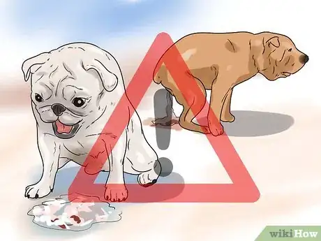 Image intitulée Treat Dog Diarrhea Step 11