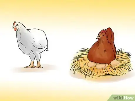 Image intitulée Start a Chicken Farm Business Step 4