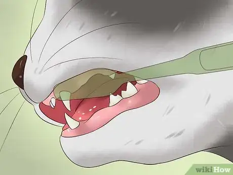 Image intitulée Clean a Cat's Teeth Step 9