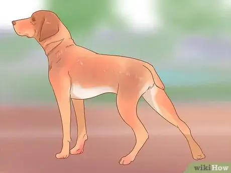 Image intitulée Determine Your Dog's Breed Step 12