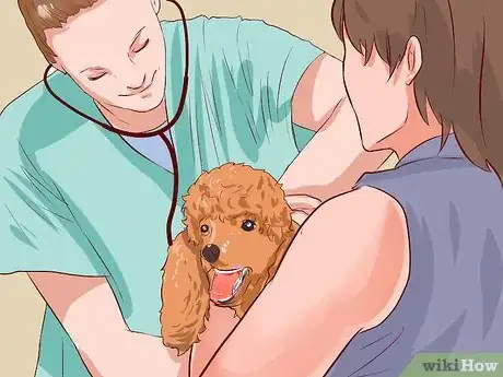 Image intitulée Care for a Toy Poodle Step 13