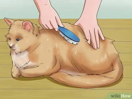 Image intitulée Shave a Cat Step 7
