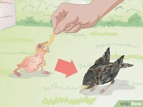 Image intitulée Feed Wild Baby Birds Step 24